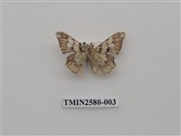 藏品(尺蛾89.1)的圖片